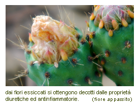 particolare di fiore semi-appassito