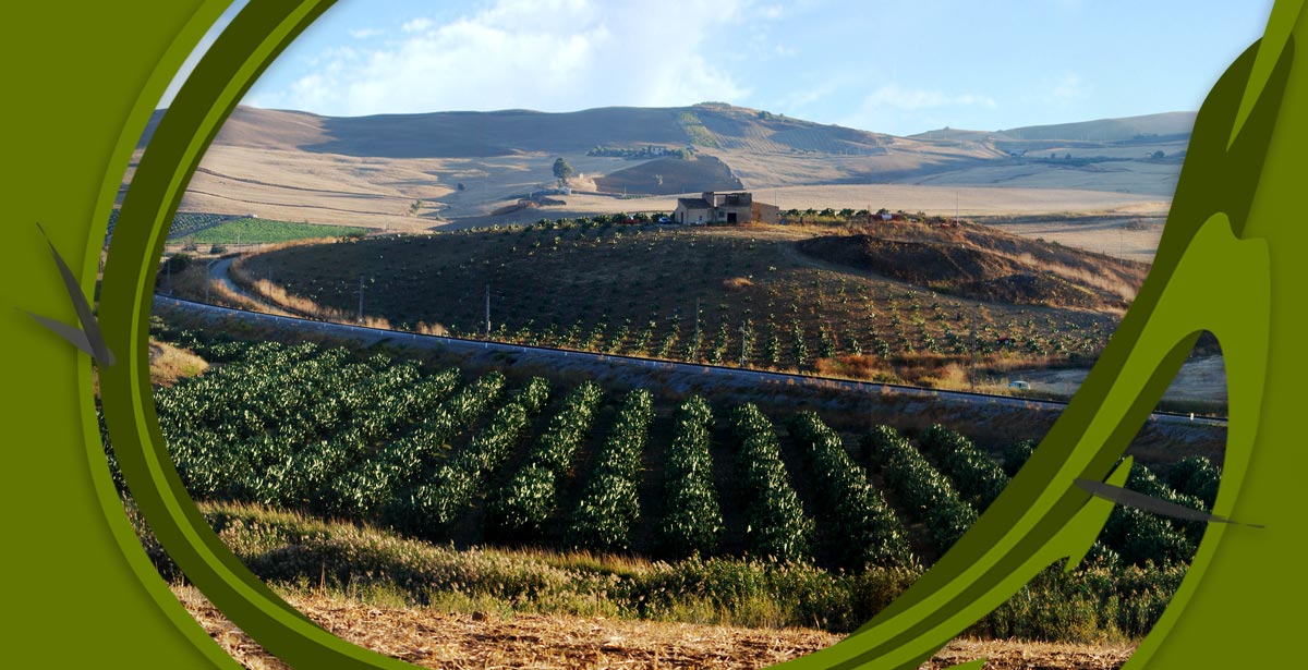 Azienda agricola Friddicelli - panorama